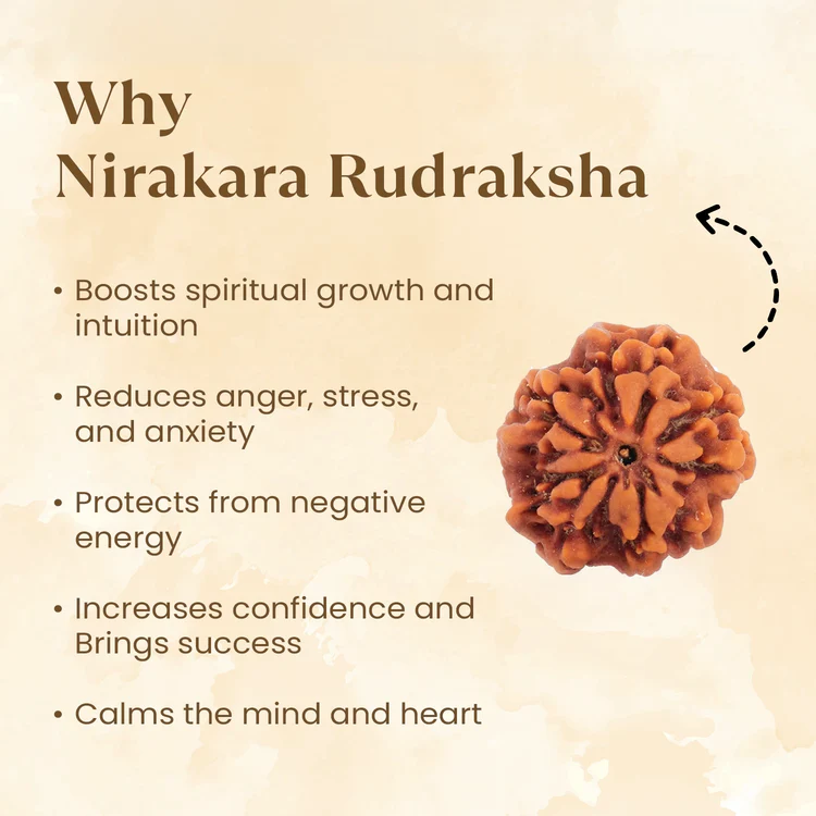 Nepal Origin 3 Mukhi Rudraksha - 18mm - 22mm