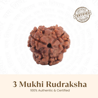 Nepal Origin 3 Mukhi Rudraksha - 18mm - 22mm