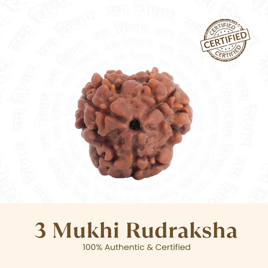 Nepal Origin 4 Mukhi Rudraksha - 18mm - 22mm