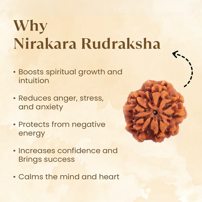Nepal Origin 3 Mukhi Rudraksha - 18mm - 22mm