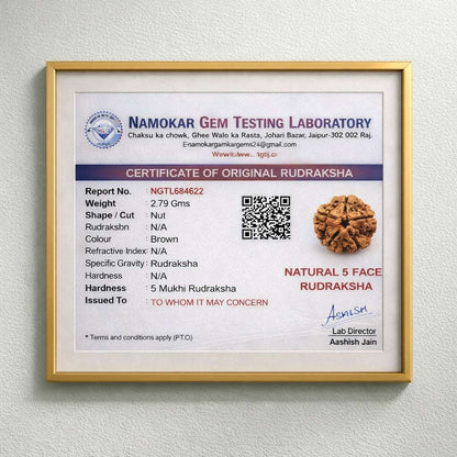 5 Mukhi Rudraksh