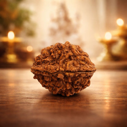 2 Mukhi Rudraksha