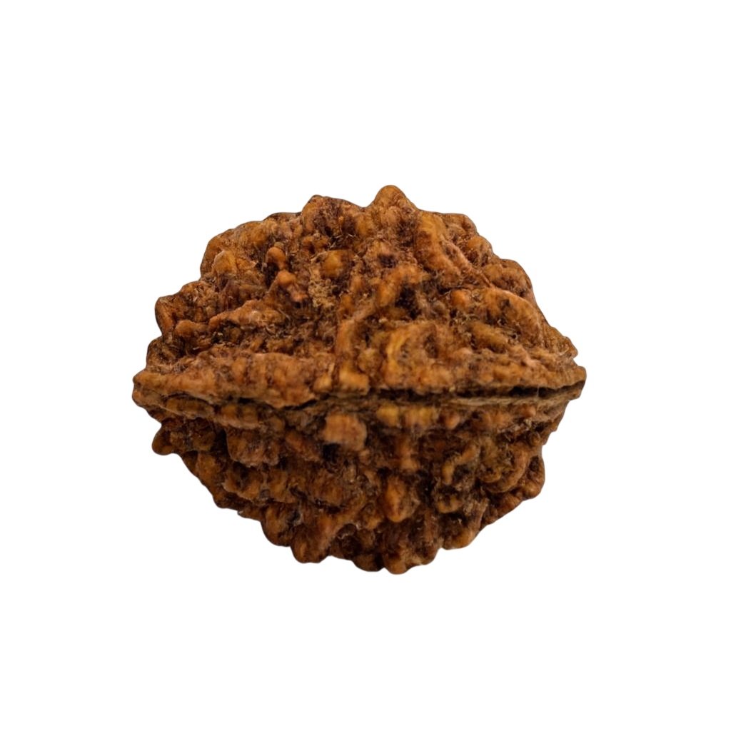 2 Mukhi Rudraksha