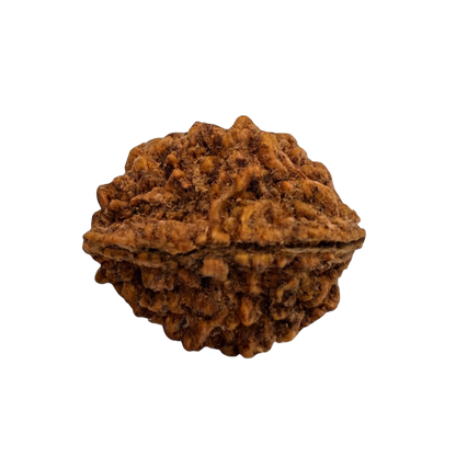 2 Mukhi Rudraksha