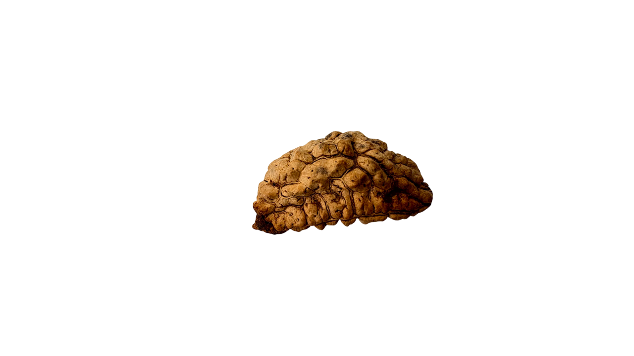 1 Mukhi Rudraksh