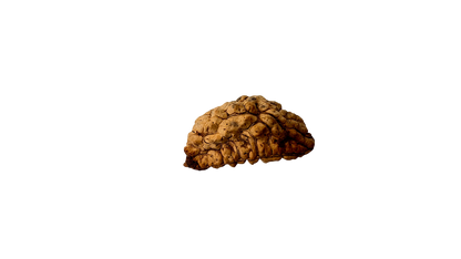 1 Mukhi Rudraksh