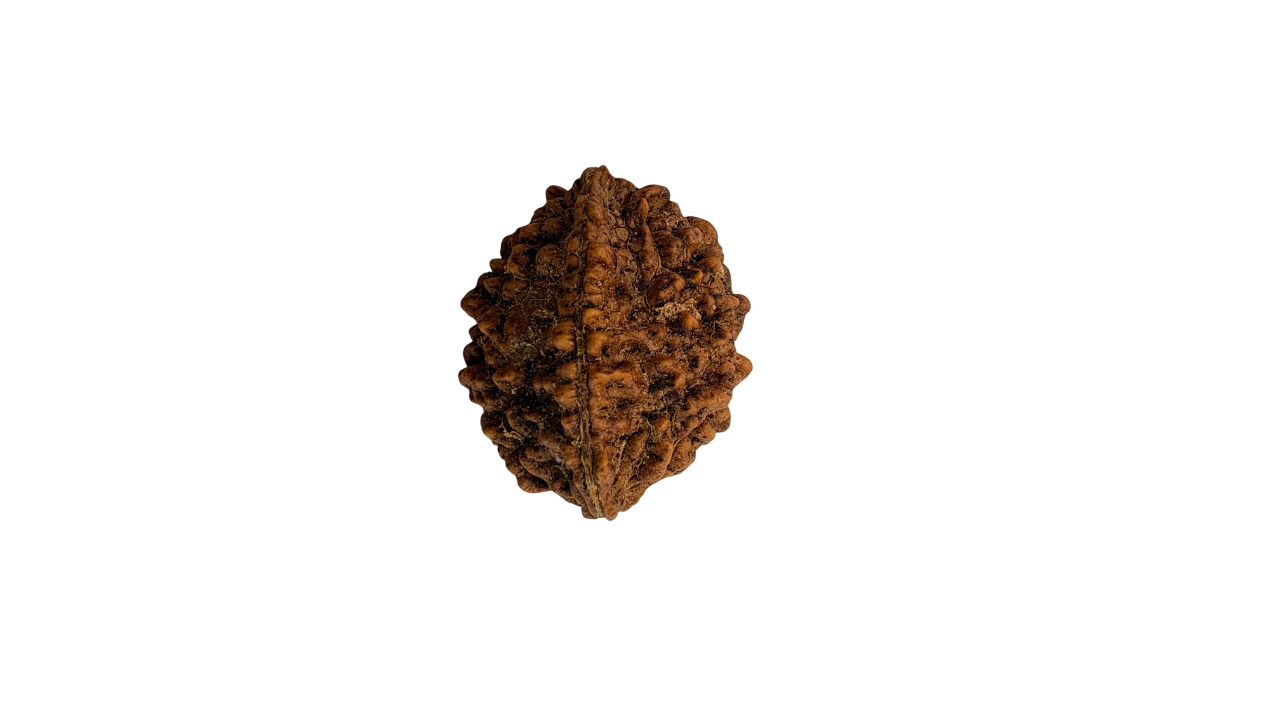 2 Mukhi Rudraksha