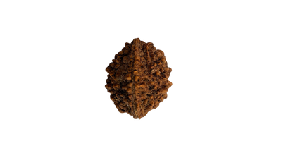 2 Mukhi Rudraksha