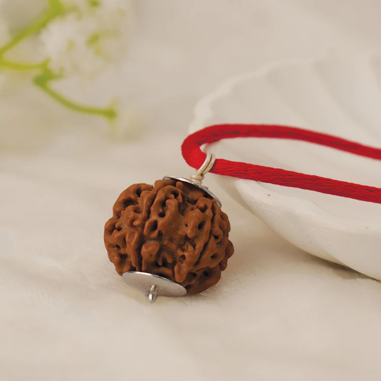 Nepal Origin 3 Mukhi Rudraksha - 18mm - 22mm
