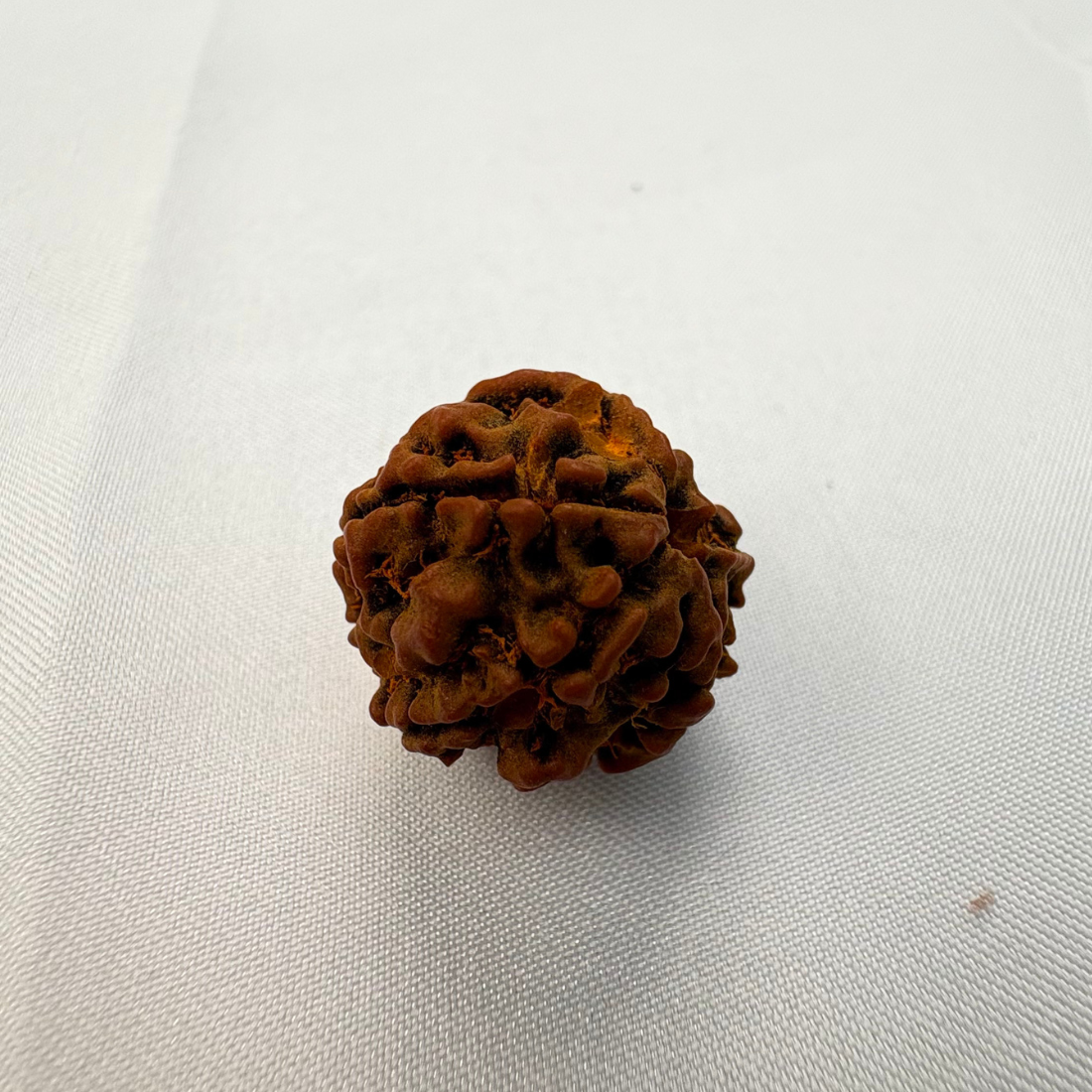 5 Mukhi Rudraksh