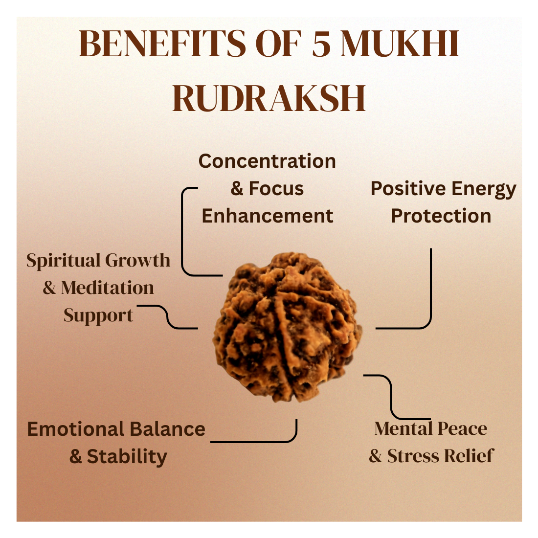 5 Mukhi Rudraksh