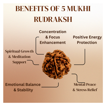 5 Mukhi Rudraksh