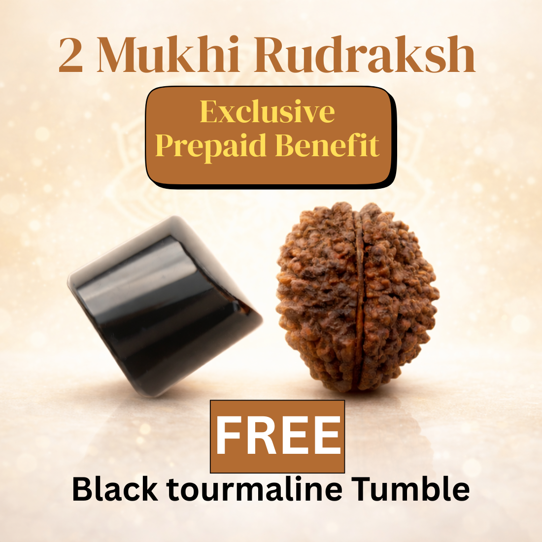 2 Mukhi Rudraksha