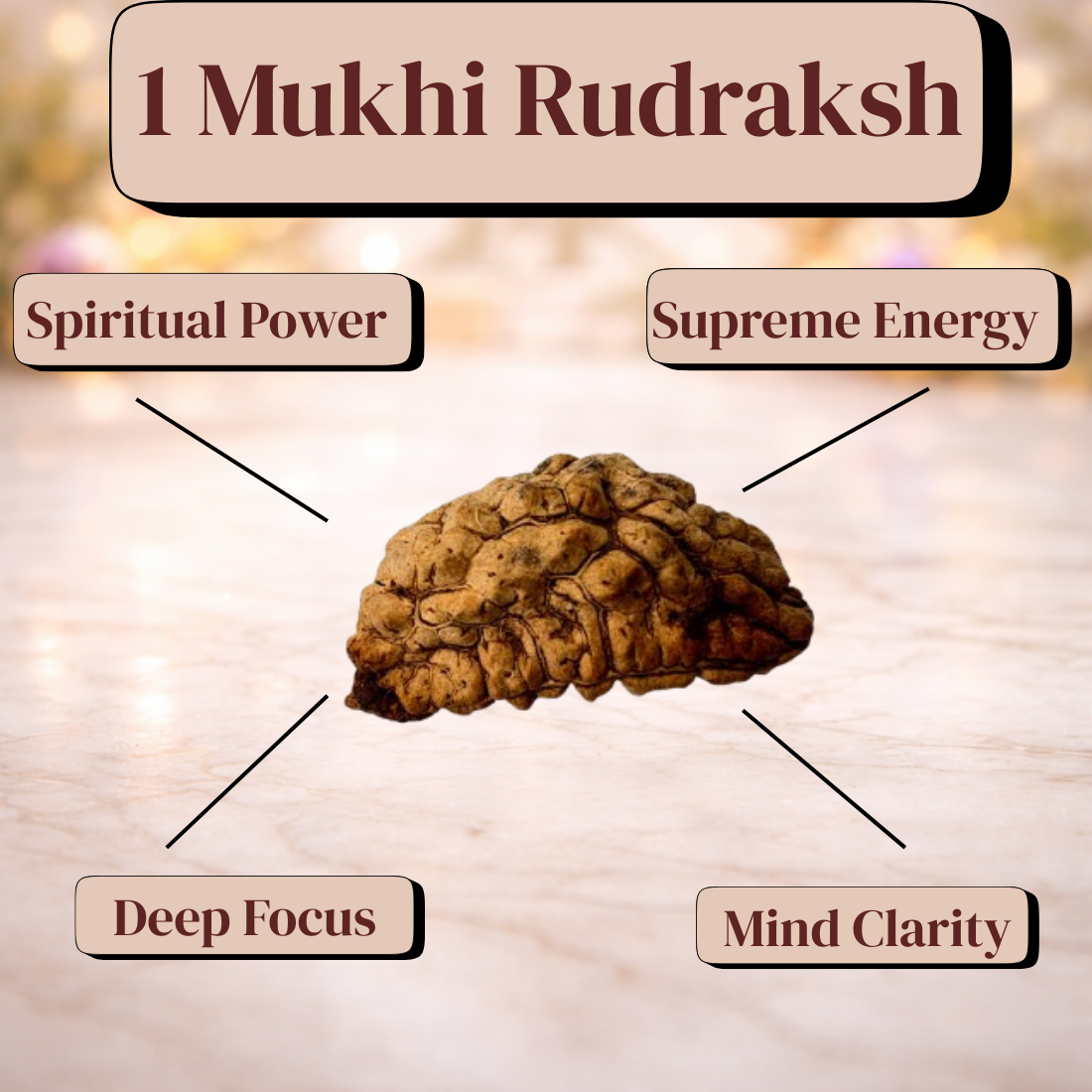 1 Mukhi Rudraksh