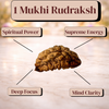 1 Mukhi Rudraksh