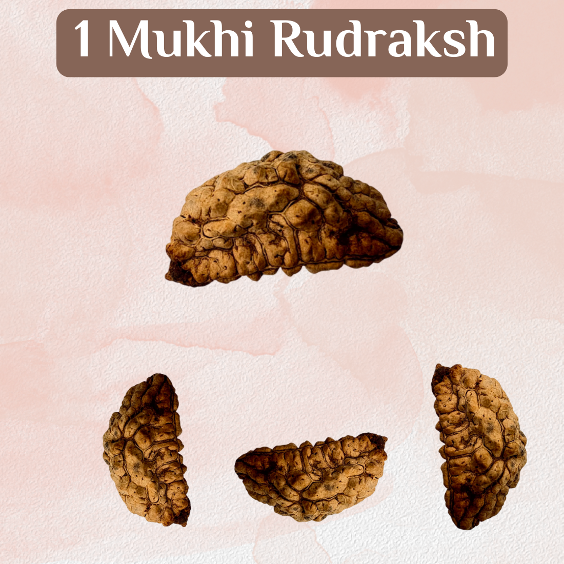 1 Mukhi Rudraksh